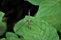 Diplacodes trivialis