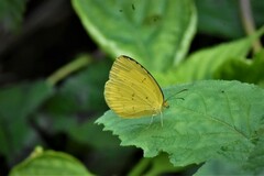 Eurema hecabe