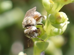 Halictus concinnus