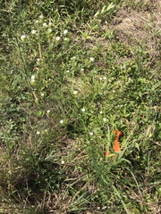 Erigeron canadensis pusillus