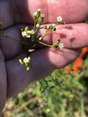 Erigeron canadensis pusillus