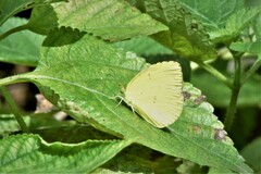 Eurema hecabe