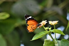 Danaus chrysippus