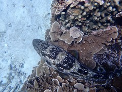 Epinephelus malabaricus