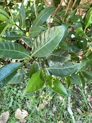 Psychotria manillensis