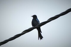 Dicrurus macrocercus