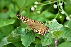 Junonia lemonias