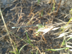 Paracercion hieroglyphicum