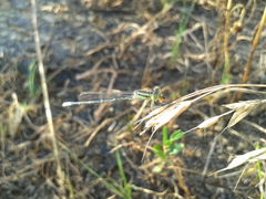 Paracercion hieroglyphicum