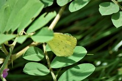 Eurema hecabe