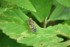 Eristalinus megacephalus