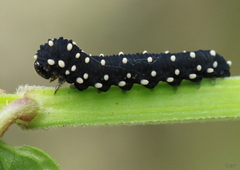 Athalia scutellariae