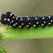 Skullcap Tigress - Photo (c) Ramunė Vakarė, some rights reserved (CC BY-NC-SA), uploaded by Ramunė Vakarė