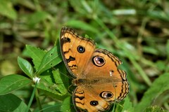 Junonia almana