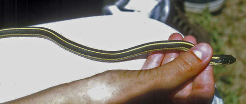 iNaturalist observation photo of Mountain Garter Snake