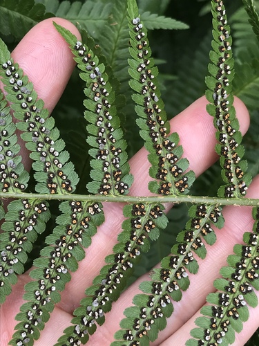 Kelminis papartis nuotrauka