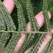 Male Fern - Photo (c) Muriel Bendel, some rights reserved (CC BY-NC), uploaded by Muriel Bendel
