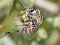 Halictus concinnus