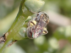 Halictus concinnus