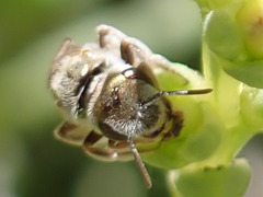 Halictus concinnus