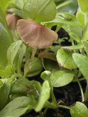 Conocybe tenera