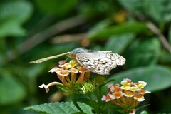 Junonia atlites