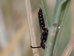 Poecilotiphia gracilis