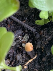 Conocybe tenera
