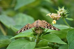 Junonia lemonias