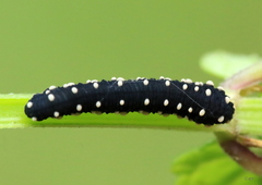 Athalia scutellariae