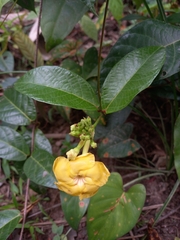Mandevilla rugellosa