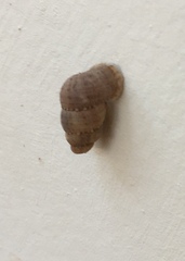Chondropoma