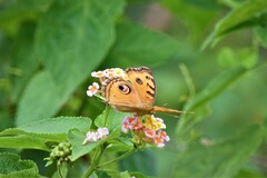 Junonia almana