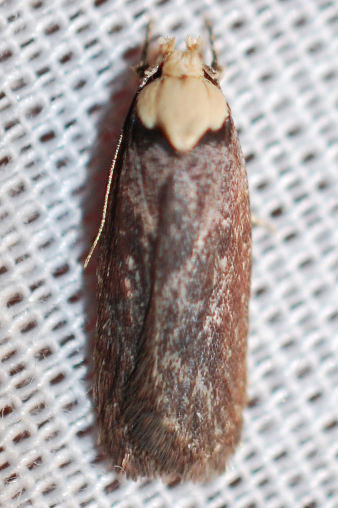 Depressaria