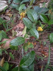 Mandevilla rugellosa