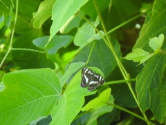 Limenitis doerriesi