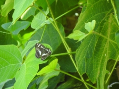 Limenitis doerriesi