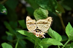 Junonia lemonias