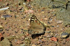 Junonia lemonias