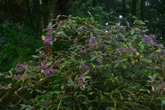 Callicarpa tikusikensis