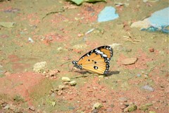Danaus chrysippus