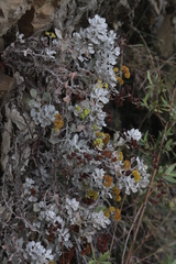 Eriogonum crocatum