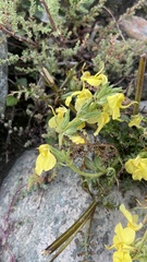Pedicularis semitorta