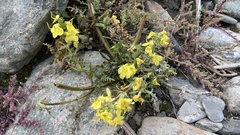 Pedicularis semitorta