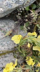 Pedicularis semitorta
