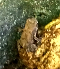 Duttaphrynus melanostictus