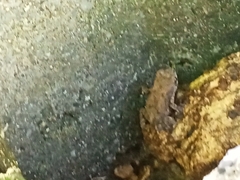 Duttaphrynus melanostictus