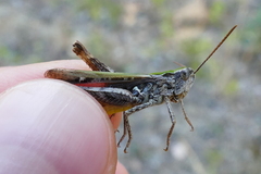 Chorthippus biguttulus biguttulus