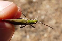 Chorthippus biguttulus biguttulus