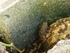 Duttaphrynus melanostictus